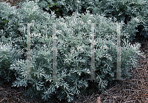 Picture of Artemisia incisa 