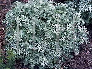 Picture of Artemisia arborescens 'Powis Castle'