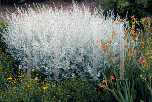 Picture of Artemisia ludoviciana 'Silver King'