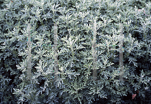 Picture of Artemisia pontica 