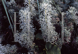 Picture of Artemisia pontica 
