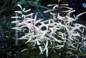 Picture of Aruncus aethusifolius x dioicus 