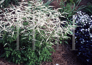 Picture of Aruncus aethusifolius x dioicus 