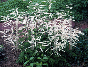 Picture of Aruncus aethusifolius x dioicus 