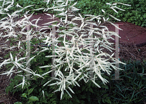 Picture of Aruncus aethusifolius x dioicus 