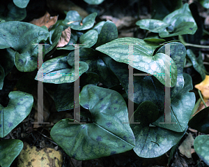 Picture of Asarum arifolium var. ruthii 