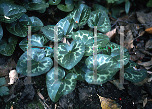 Picture of Asarum heterophyllum 