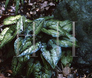 Picture of Asarum kumagianum 