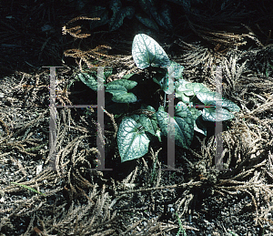 Picture of Asarum kumagianum 