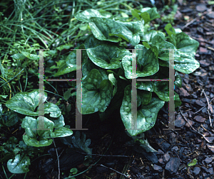 Picture of Asarum speciosum 