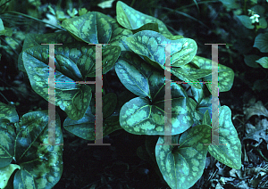 Picture of Asarum speciosum 