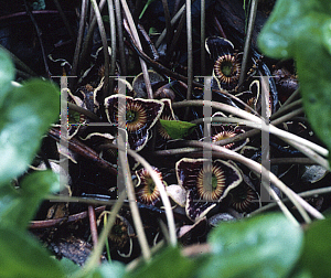 Picture of Asarum speciosum 