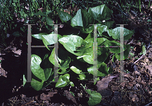 Picture of Asarum yakusimanum 