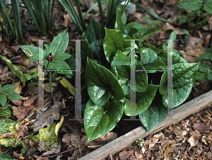 Picture of Asarum yakusimanum 