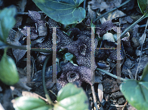 Picture of Asarum yakusimanum 