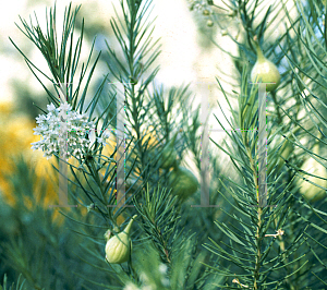 Picture of Asclepias linaria 