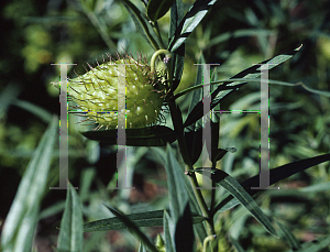 Picture of Asclepias physocarpa 