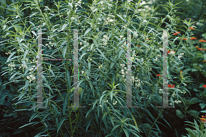 Picture of Asclepias physocarpa 