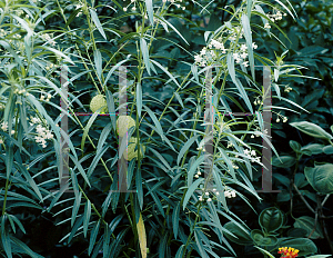 Picture of Asclepias physocarpa 