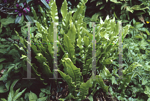 Picture of Asplenium scolopendrium 