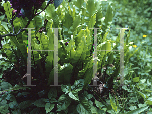 Picture of Asplenium scolopendrium 