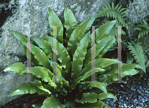 Picture of Asplenium scolopendrium 