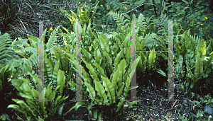 Picture of Asplenium scolopendrium 