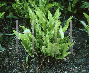 Picture of Asplenium scolopendrium 