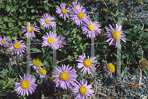 Picture of Aster alpinus 'Wargrave Variety'