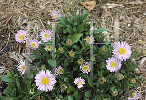 Picture of Aster alpinus 'Trimix'