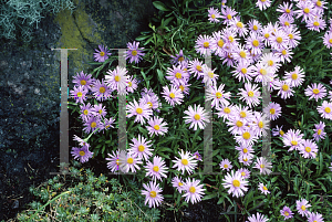 Picture of Aster alpinus 'Roseus'