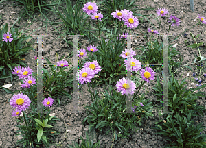 Picture of Aster alpinus 'Goliath'