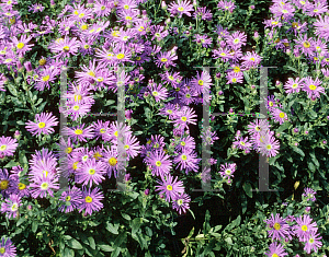 Picture of Aster amellus 'King George'