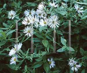 Picture of Symphyotrichum carolinianum 