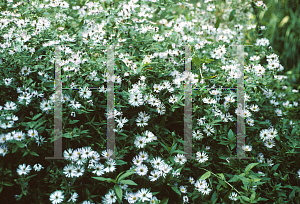 Picture of Symphyotrichum carolinianum 