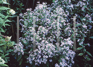 Picture of Aster ciliolatus 