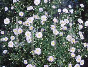 Picture of Symphyotrichum ericoides 'Blue Star'