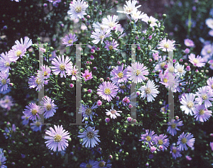 Picture of Symphyotrichum ericoides 'Pink Star'