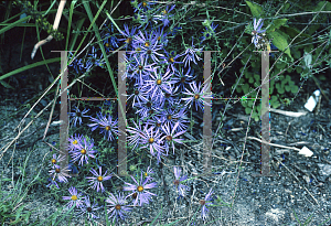 Picture of Symphyotrichum grandiflorum 