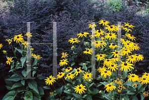 Picture of Symphyotrichum lateriflorum 'Lady in Black'