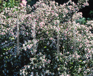 Picture of Symphyotrichum lateriflorum 'Horizontalis'