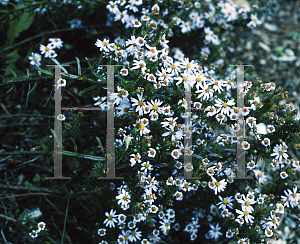 Picture of Aster linariifolius 