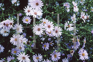 Picture of Symphyotrichum novi-belgii 'Blue Gown'