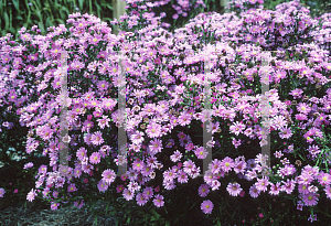 Picture of Symphyotrichum novi-belgii 'Elta'