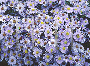 Picture of Symphyotrichum novi-belgii 'Prof. Anton Kippenberg'