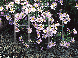 Picture of Symphyotrichum novi-belgii 'Wood's Pink'