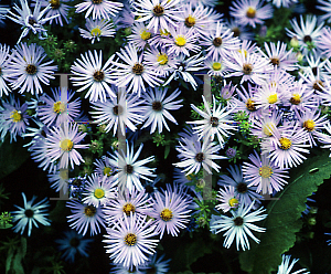 Picture of Symphyotrichum oblongifolium 'Raydon's Favorite'