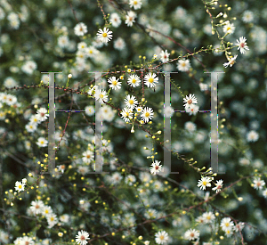 Picture of Symphyotrichum pilosum 