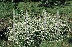 Picture of Symphyotrichum pilosum 