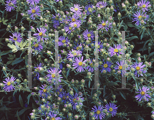Picture of Aster spectabilis 